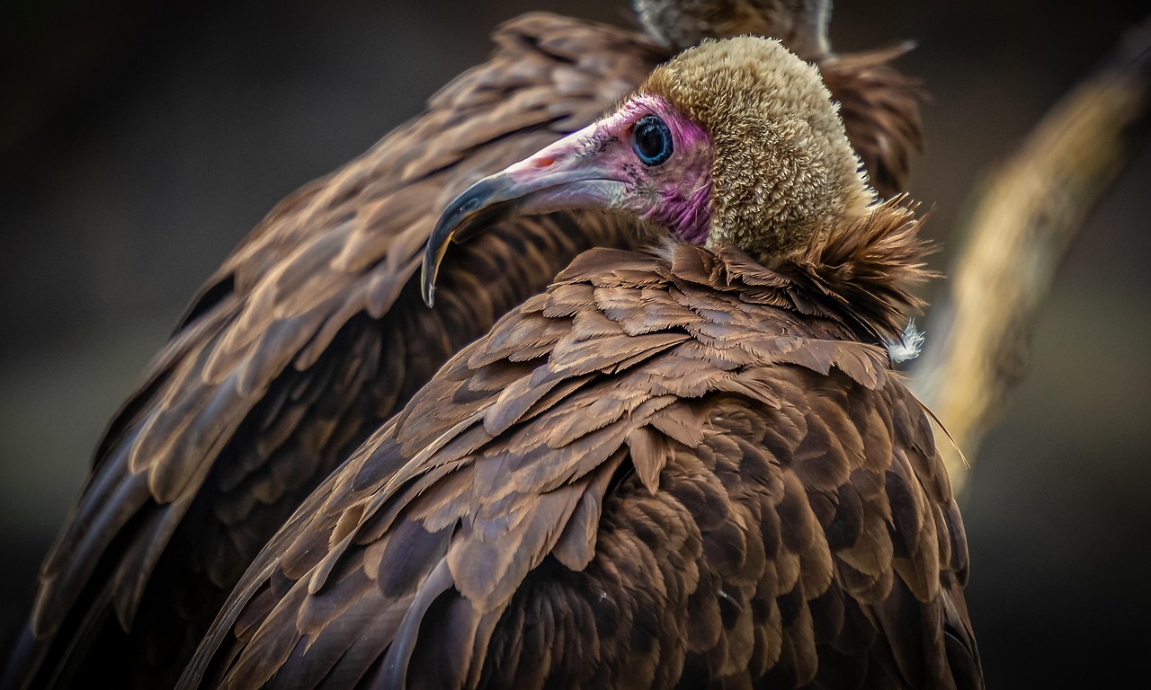 1 000 Free Vulture Bird Photos Pixabay 1 000 Free Vulture Bird Photos Pixabay