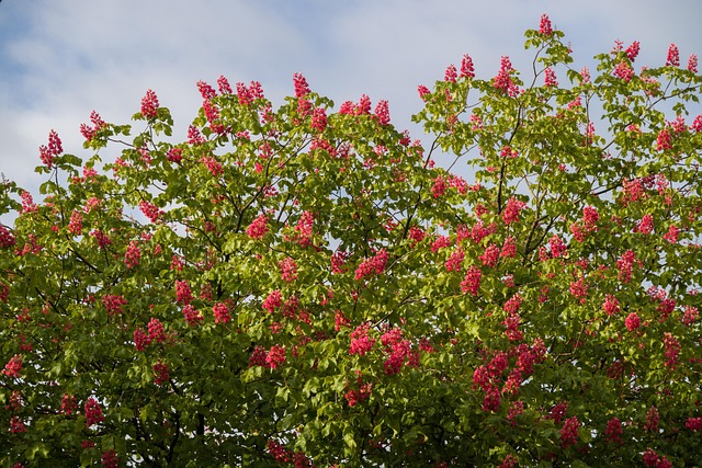 Flores De Castaño, Rojo, Árbol