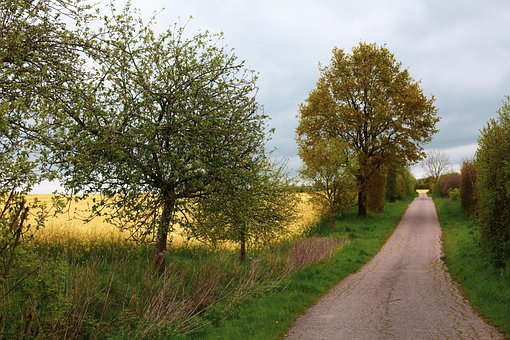 Free Oilseed Rape Dirt Road photo and picture