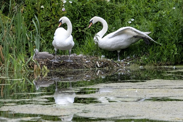 Zwaan, Vogel, Water, Natuur, Meer, Dier