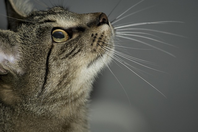 Katze, Kätzchen, Tiere, Porträt, Profil