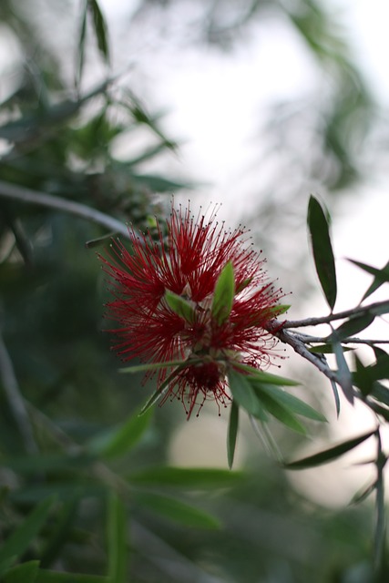 Free Flower Beauty photo and picture
