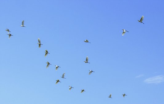 Free Birds In Flight Flying Birds photo and picture