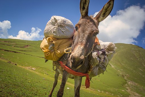 Free Donkey Donkey With Weight photo and picture