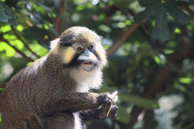 Macaco, Animal, Mamífero