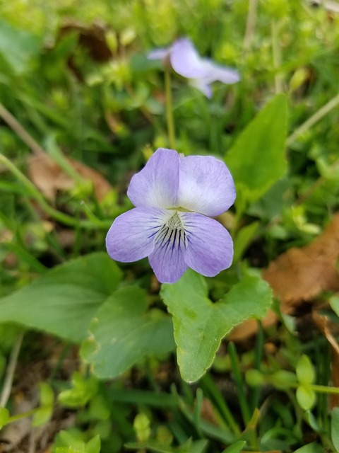 Free Flower Beautiful Flowers photo and picture
