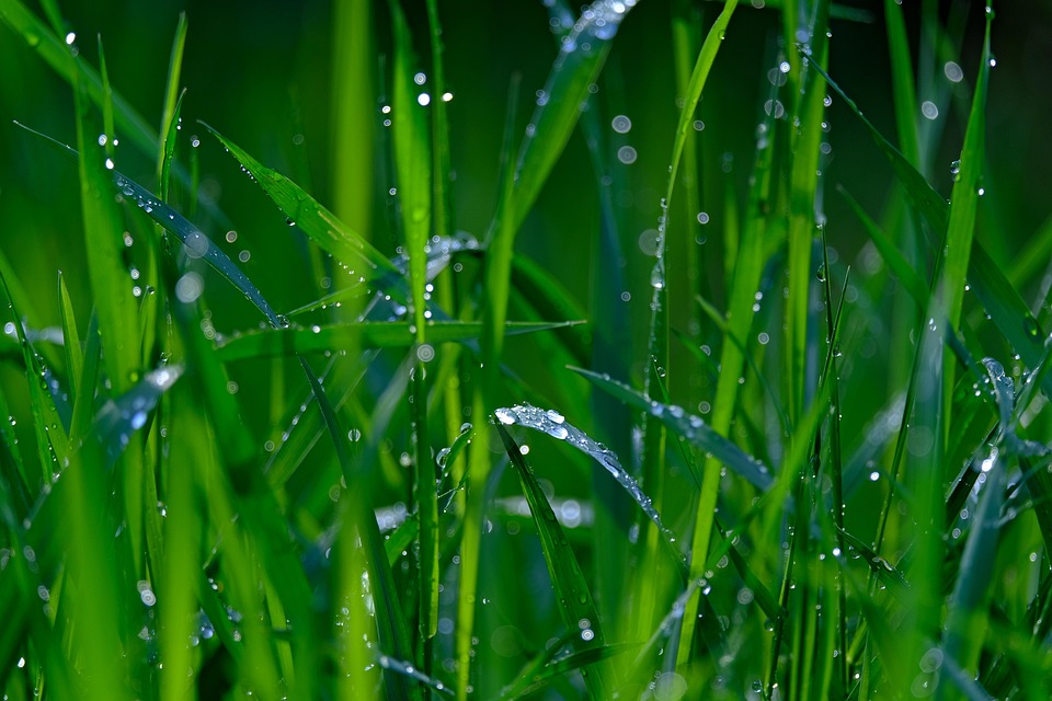 Padang Rumput Basah Titisan Hujan - Foto gratis di Pixabay