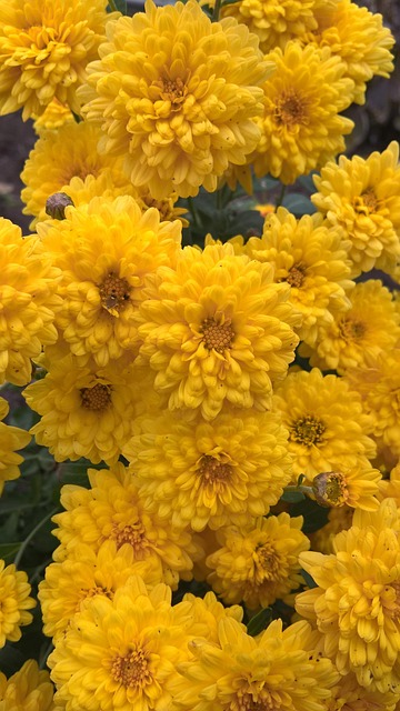 Free Flowers Flower Wallpaper photo and picture