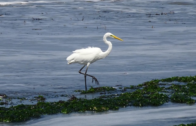 Free Great Egret Ardea Alba photo and picture