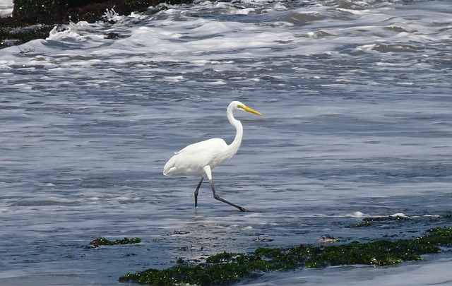 Free Great Egret Ardea Alba photo and picture