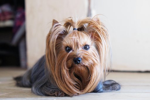Hund, Hündchen, Haustier, York, Augen