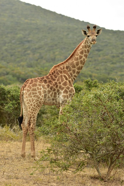 Free Giraffe South Africa photo and picture