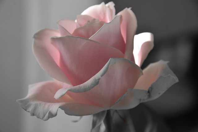 Free Rose Flower Wallpaper photo and picture
