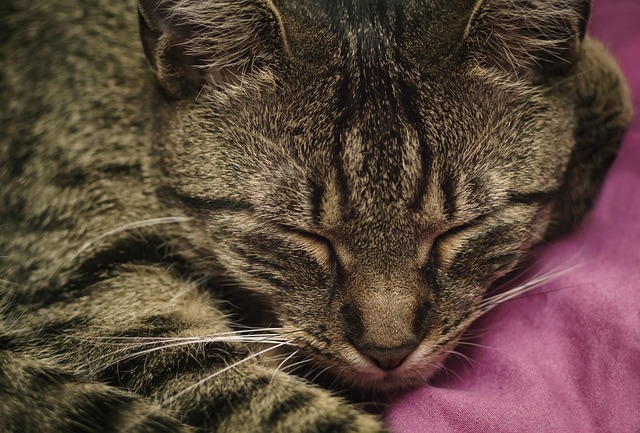 Katze, Schlafen, Traum, Nacht, Tiere