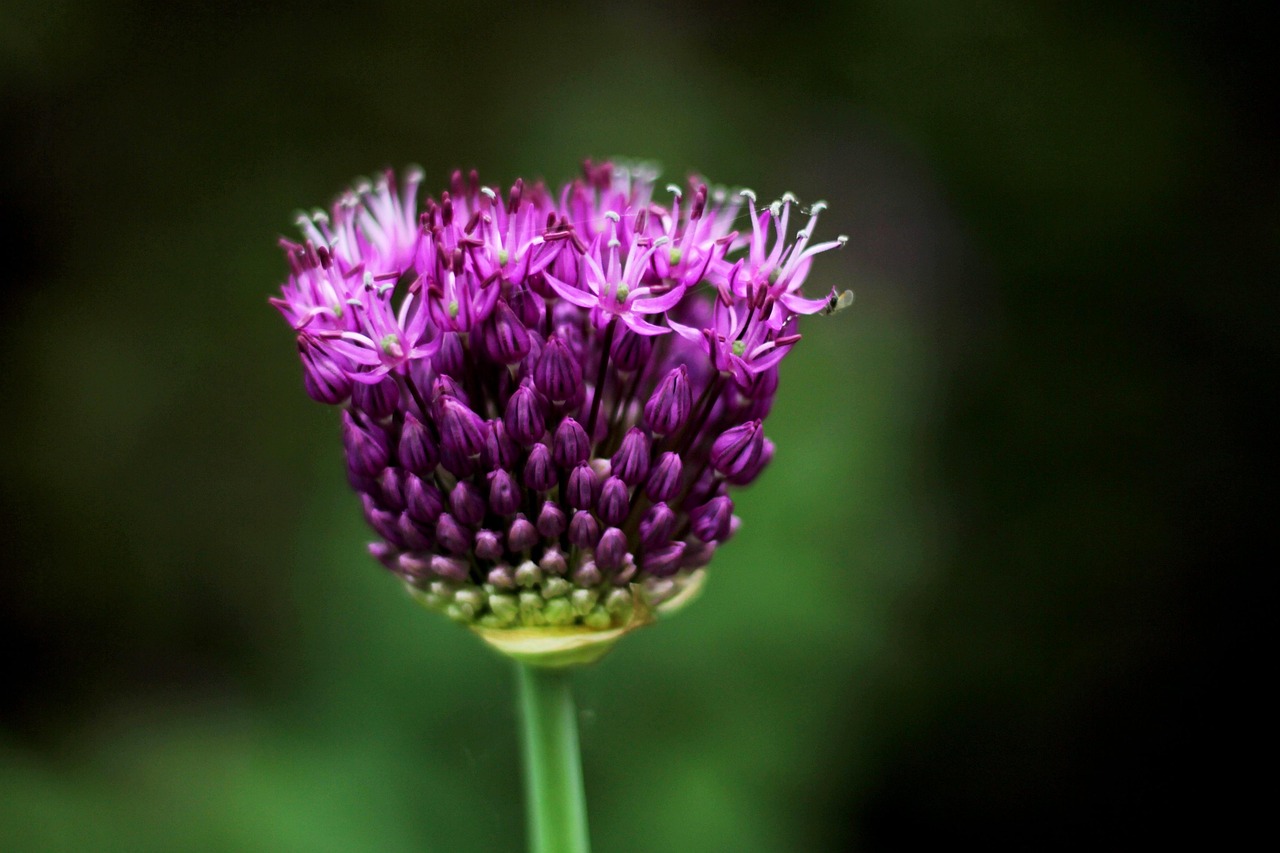 allium purple sensation, beautiful flowers, flower wallpaper, ornamental onion, flower background, purple, flowers, garden, nature, bulbous plant, budding