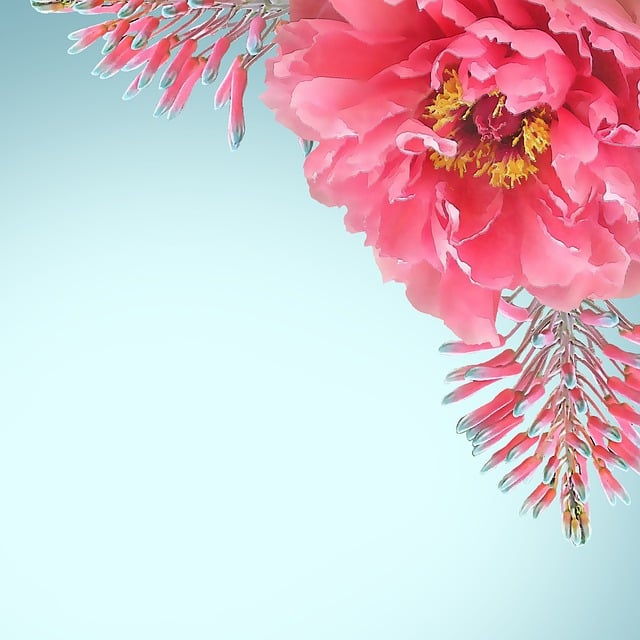 Blume, Natur, Blüte, Pflanze, Sommer