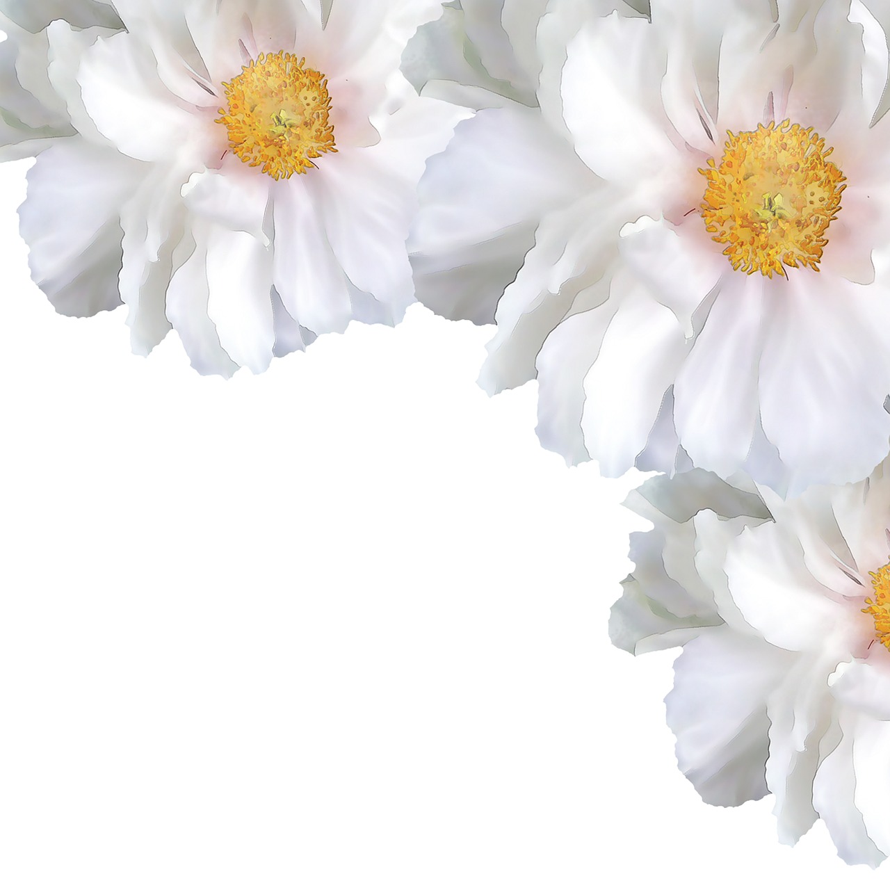 Weiß, Blume, P, Feder, Blüte, Pflanze
