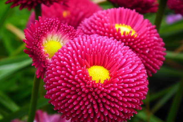 Marguerite Rouges Marguerites Rouge Fleurs Le - Photo gratuite sur Pixabay - Pixabay