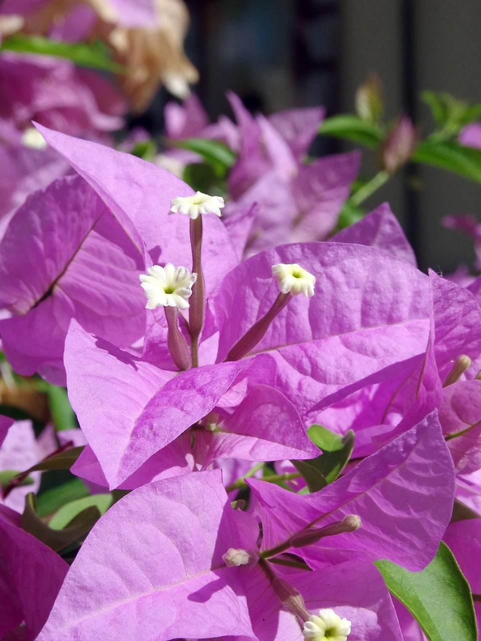 九重葛花紫- Pixabay上的免费照片