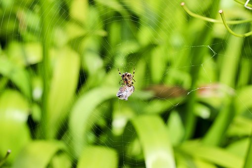 Free Spider Nature photo and picture