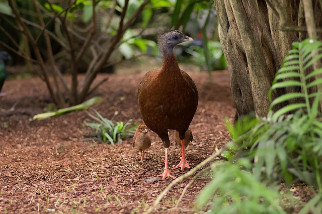Free Bird Ecuador photo and picture