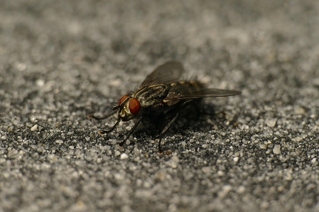 Free Fly Macro photo and picture