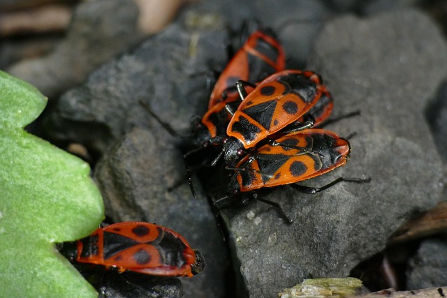 Free Macro Nasty Fire Bug photo and picture