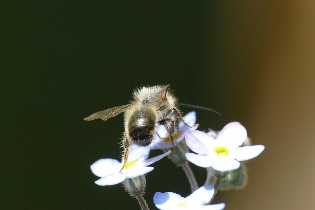 Free Bee Macro photo and picture