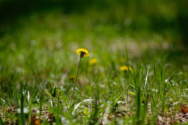Free Flower Dandelion photo and picture