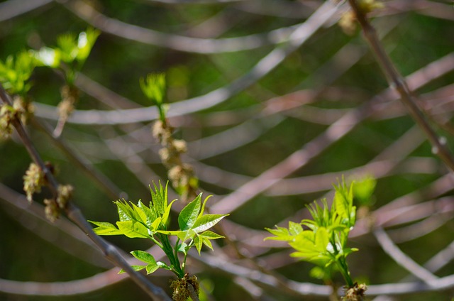 Free Tree Spring photo and picture