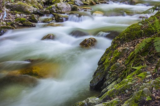 Strom, Wald, Dass, Natur, Dd, Fluss