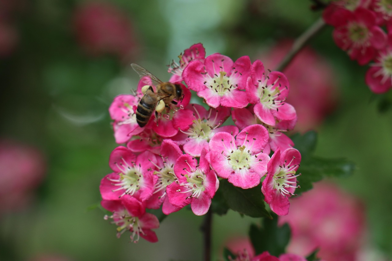 Spring Garden Insect - Free photo on Pixabay - Pixabay