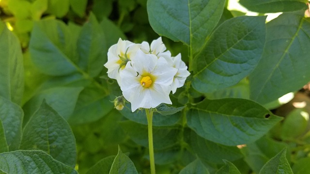 Free Field Crop photo and picture