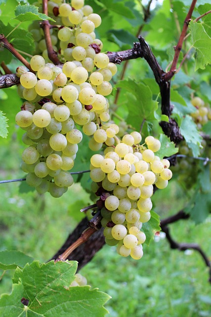 Wein, Weintraube, Weintrauben, Rivaner