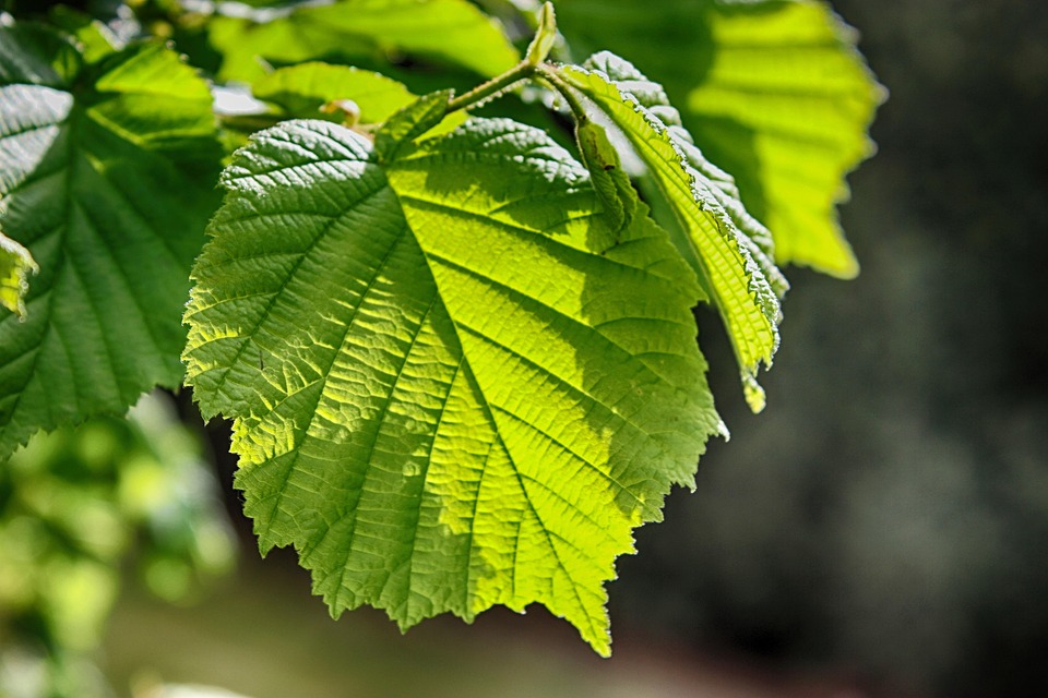 feuilles nature