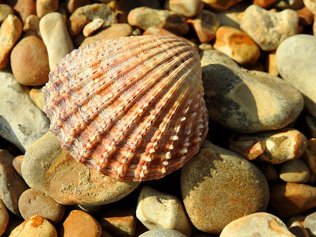 Schelp, Kiezelstenen, Strand, Natuur