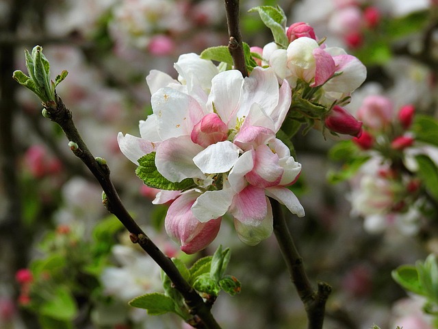 Blomst, Natur, Blomstre, Kronblade