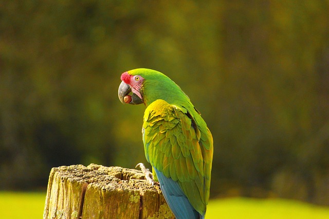 Free Birds Parrot photo and picture