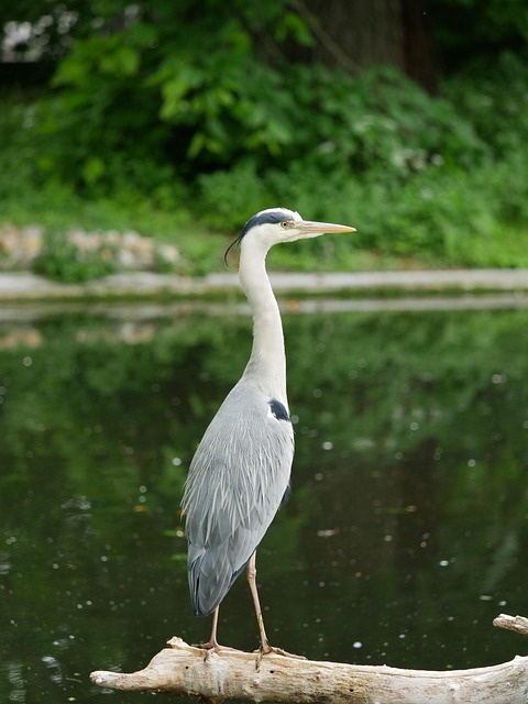 Garza, Graureiher, Pájaro