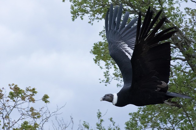 Free Raptor Vulture photo and picture