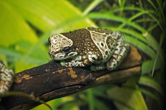 Sapo, Anfíbios, Tropical