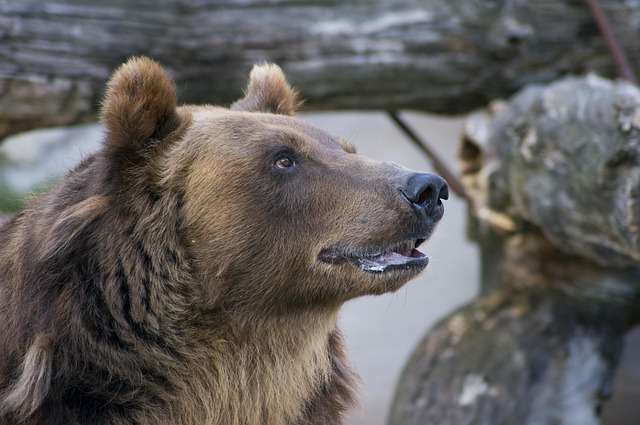 Urso, Natureza, Animal, Predador, Brown