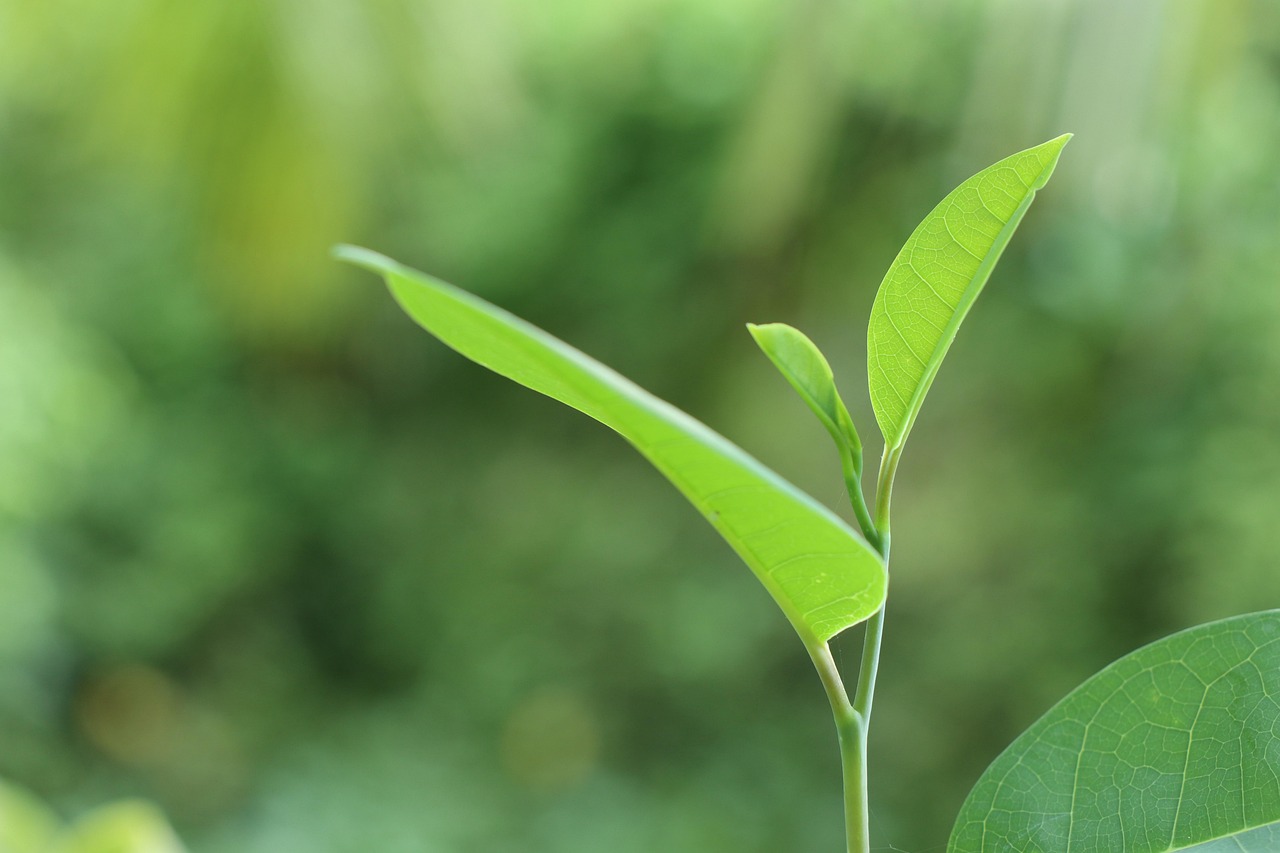 Green Tree Plant - Free photo on Pixabay - Pixabay