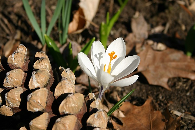 Free Crocus Spring Flower photo and picture
