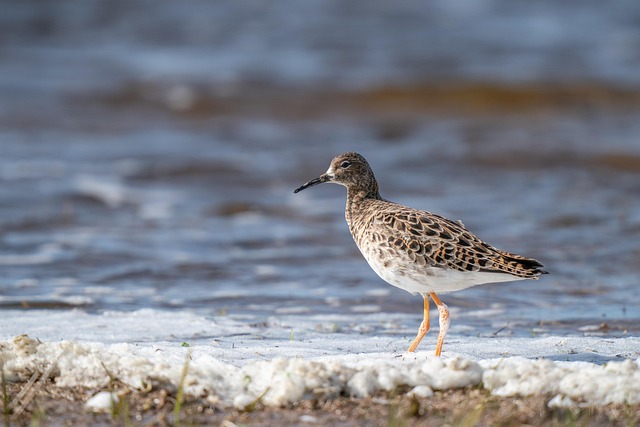 Free Ruff Philomachus Pugnax photo and picture