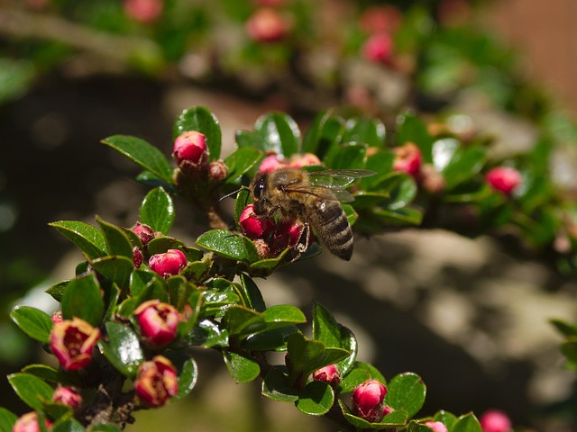 Free Honeybee Pollination photo and picture