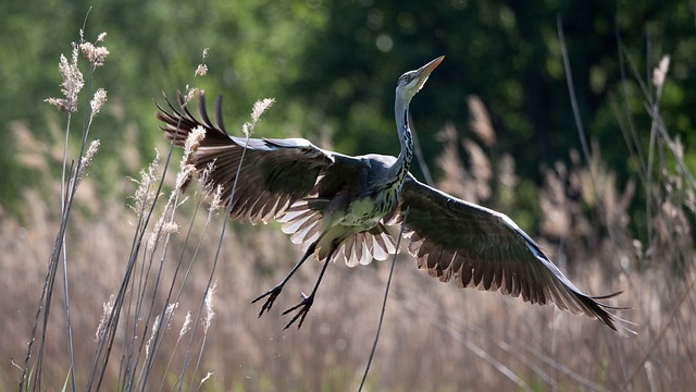 Vögel, Graureiher, Vogel, Flug, Natur
