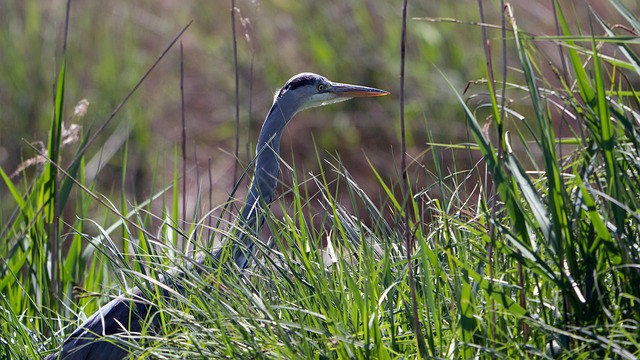 Vögel, Graureiher, Vogel, Natur