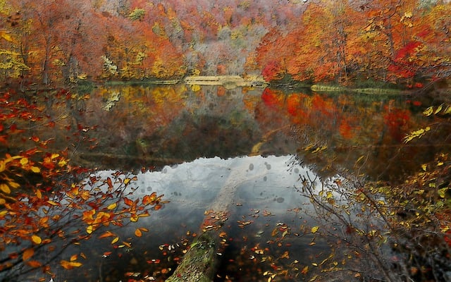 Free autumn outdoor water illustration