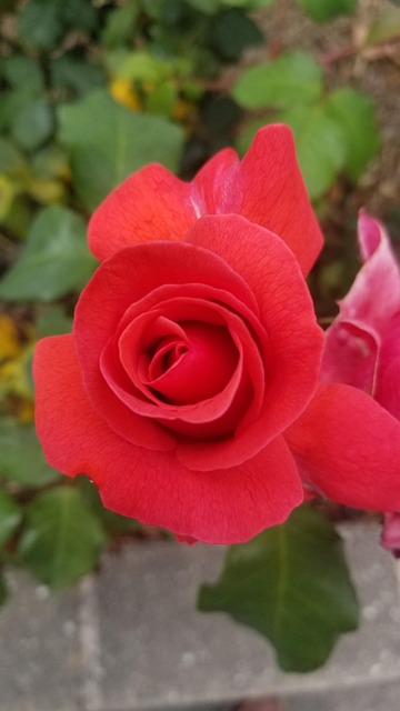 Free Rose Red photo and picture